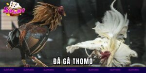 đá gà thomo
